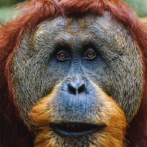 Saturn V carrying Apollo 11